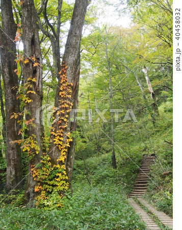 日光湯滝歩道 日光湯滝歩道 40458032