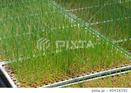 長ネギの苗 長ネギの苗 40458392