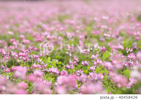 蓮華草 蓮華草 40458426