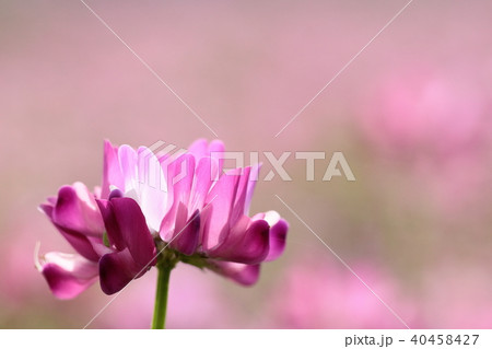 蓮華草 40458427