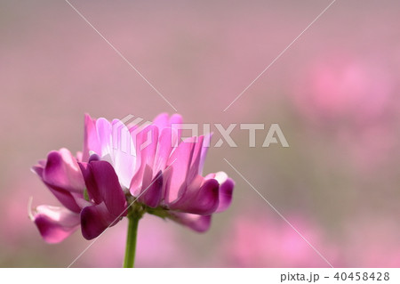 蓮華草 蓮華草 40458428