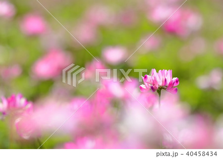 蓮華草 40458434