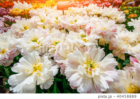 Beautiful bouquet of tulips. Beautiful bouquet of tulips. 40458889