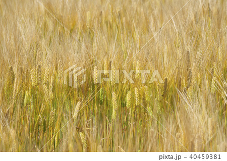麦秋のビール麦 麦秋のビール麦 40459381
