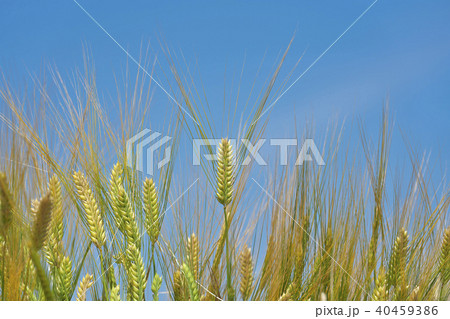 麦秋のビール麦 麦秋のビール麦 40459386