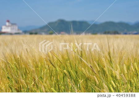 麦秋のビール麦 40459388
