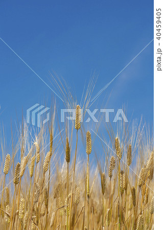 麦秋のビール麦 麦秋のビール麦 40459405