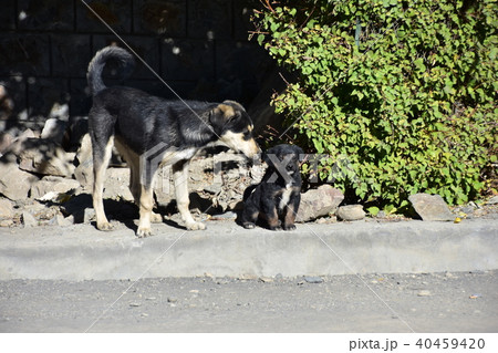 インドのスピティ谷 タボ村の野良犬の親子 インドのスピティ谷 タボ村の野良犬の親子 40459420