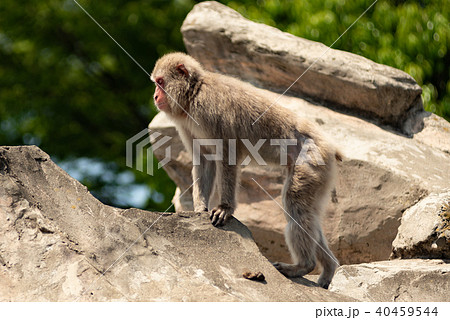 ニホンザル 40459544