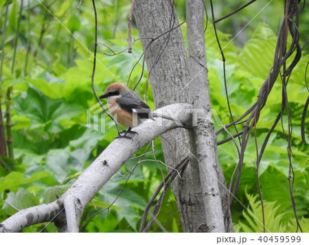 モズ モズ 40459599