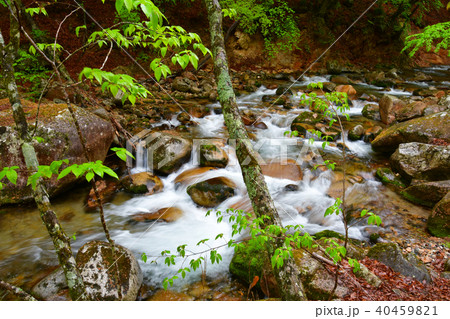 本谷川渓谷 本谷川渓谷 40459821