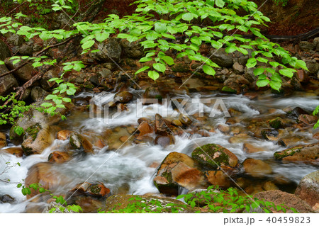 本谷川渓谷 40459823