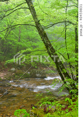 本谷川渓谷 40459831