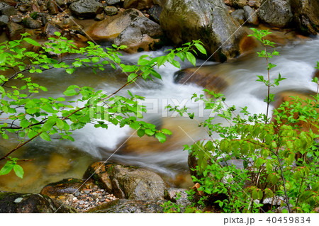 本谷川渓谷 40459834