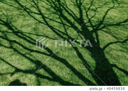 lawn of green grass lawn of green grass 40459838