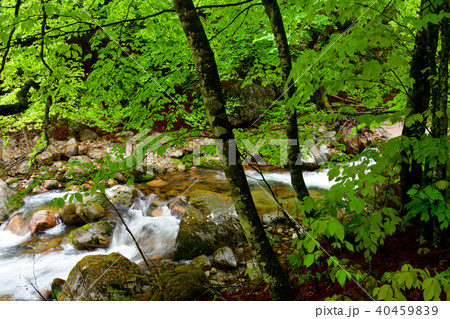 本谷川渓谷 40459839