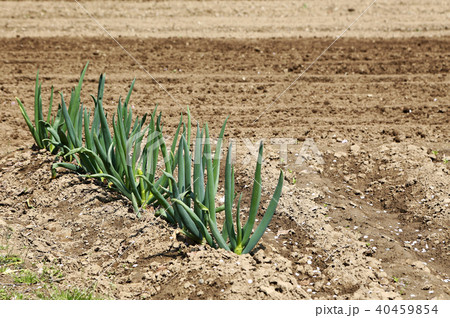 ネギ 40459854
