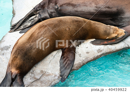 カリフォルニア アシカ 40459922