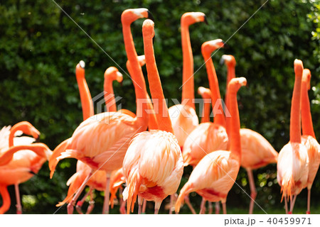 ベニイロフラミンゴ 40459971