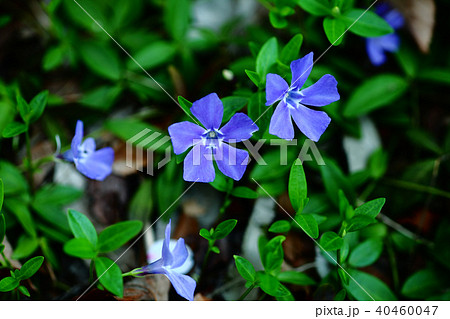 ヒメツルニチニチソウの花 ヒメツルニチニチソウの花 40460047