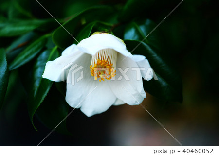 シロヤブツバキの花 40460052