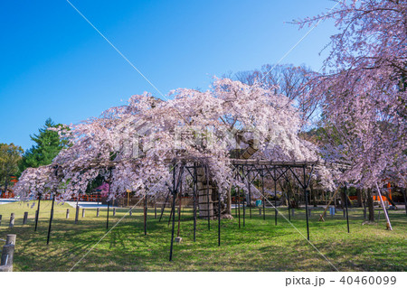 京都 上賀茂神社の御所桜 京都 上賀茂神社の御所桜 40460099