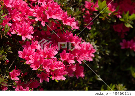 満開のサツキ 満開のサツキ 40460115