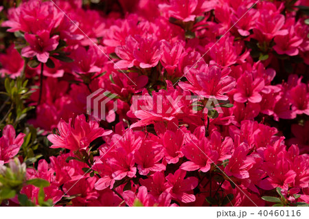 満開のサツキ 40460116