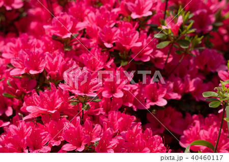 満開のサツキ 満開のサツキ 40460117
