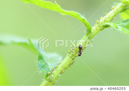 アブラムシと蟻の共生の写真素材
