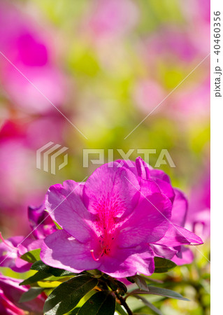 薄桃色のつつじのクローズアップ 40460356