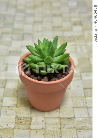 多肉植物　タマツヅリ 40460459