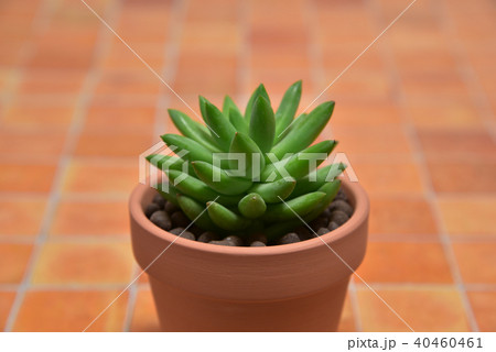 多肉植物　タマツヅリ 40460461