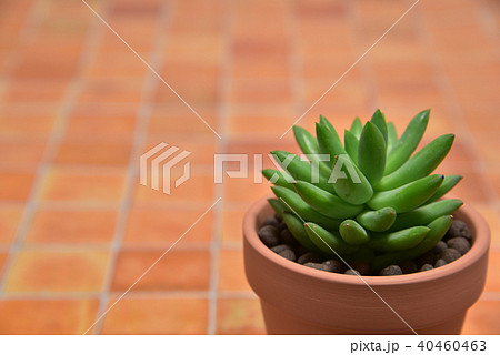 多肉植物　タマツヅリ 40460463