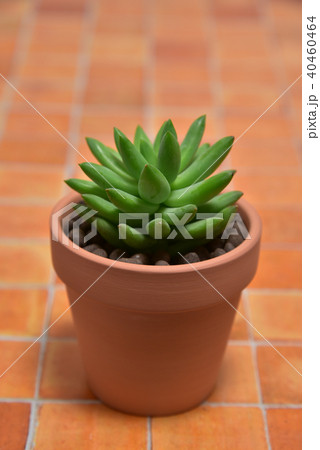 多肉植物　タマツヅリ 40460464