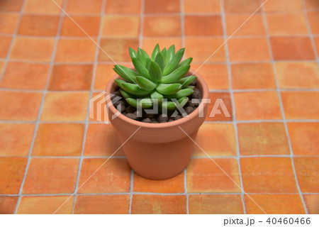 多肉植物　タマツヅリ 40460466