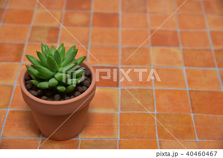 多肉植物　タマツヅリ 40460467