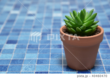 多肉植物　タマツヅリ 40460470