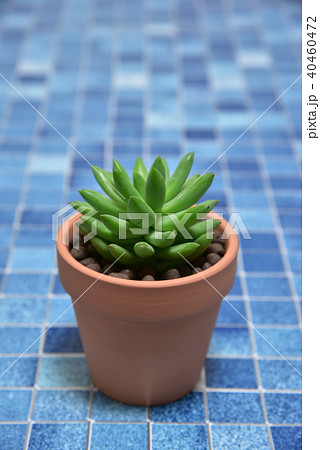 多肉植物　タマツヅリ 40460472