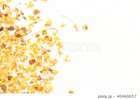 お茶用キンモクセイ 40460657