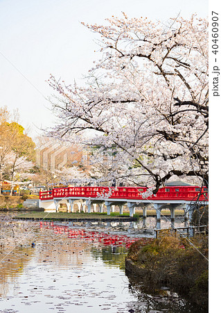 岩槻城址公園 岩槻城址公園 40460907