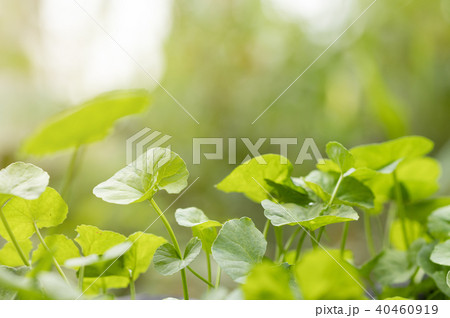 Gotu kola,Asiatic pennywort,Indian pennywort Gotu kola,Asiatic pennywort,Indian pennywort 40460919