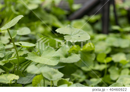 Gotu kola,Asiatic pennywort,Indian pennywort Gotu kola,Asiatic pennywort,Indian pennywort 40460922