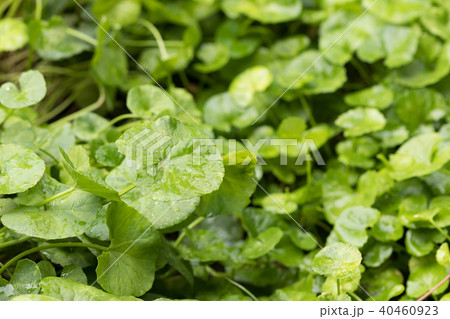Gotu kola,Asiatic pennywort,Indian pennywort  40460923