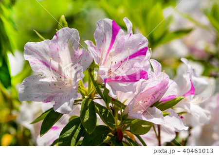 白色と薄桃色の混じったつつじの花びらの写真素材