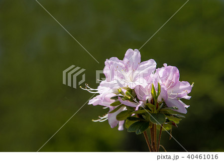 白色と薄桃色の混じったつつじの花びらの写真素材