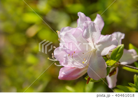 白色と薄桃色の混じったつつじの花びらの写真素材