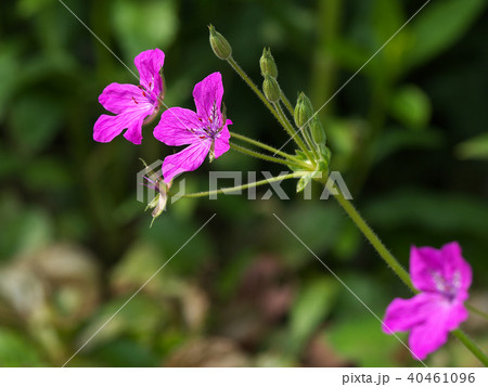 エロディウム濃い桃色の花 エロディウム濃い桃色の花 40461096