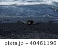 青ウミガメ 青ウミガメ 40461196