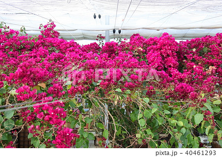 ハウス内で栽培されたブーゲンビリアの写真素材